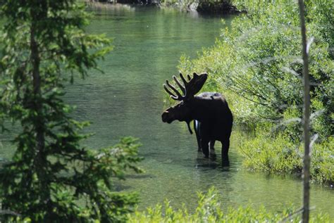 United States Safaris Where To See American Wildlife Cnn