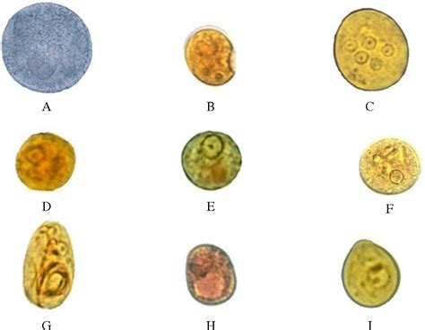 Entamoeba Histolytica Stool Microscopy Decoration Dune Chambre