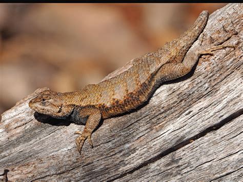 Eastern Fence Lizard Wallpapers Wallpaper Cave