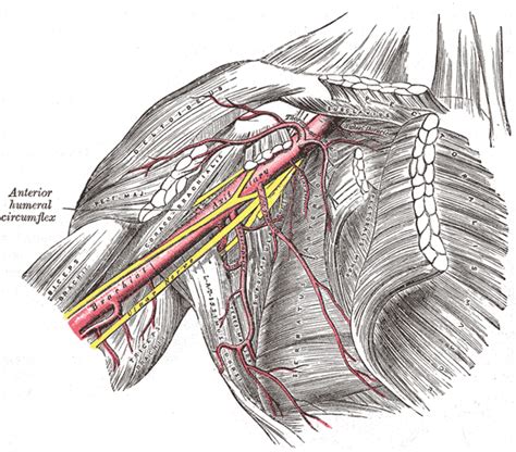 The Axilla - Human Anatomy