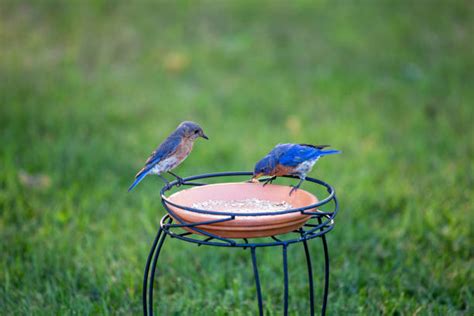 70+ Bluebirds Mealworms Stock Photos, Pictures & Royalty-Free Images - iStock