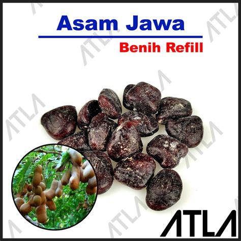 Jual Benih Asam Jawa Bibit Tanaman Asem Jowo Jawi Biji Pohon Buah