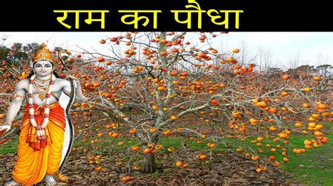 how to grow Ramfal tree || Persimmon Farming || #farming @grosva - YouTube