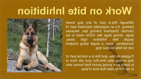 German Shepherd Tips And Tricks | PETSIDI