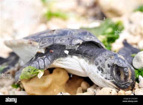 Dead Baby Sea Turtle After Hatching Young Turtles Try To Get Into The