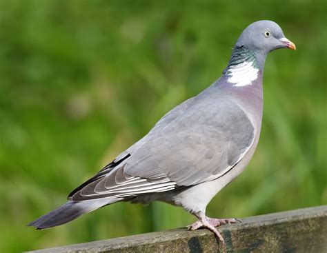 Pigeon Bird Of Prey Flight And Migration Patterns Britannica