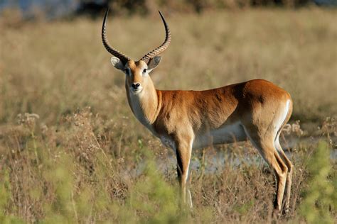 Tips For Hunting The Lechwe In South Africa Hunting