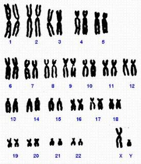 M S All De La Biolog A Cariotipo Humano