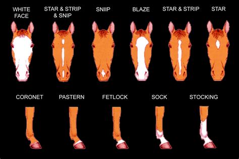 Equine Face And Leg Markings A Comprehensive Chart For Horse