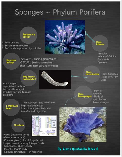 Pin On Zoology Porifera In 2024 Montessori Education Science Notes