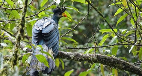 Rutas de observación de aves en Nyungwe Ruanda