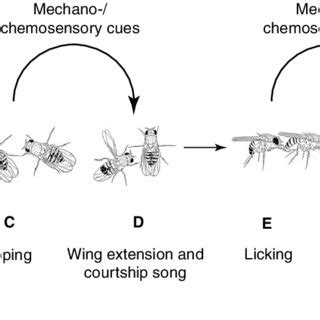 PDF Control Of Male Sexual Behavior In Drosophila By The Sex