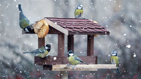 What To Do With Your Bird Feeder In The Winter