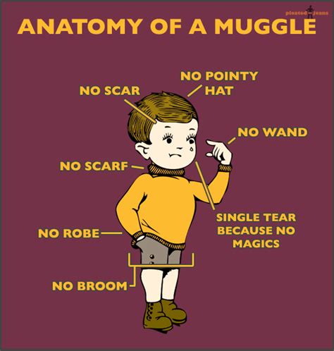 Anatomy of a Muggle