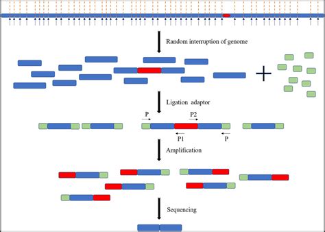 Frontiers Application Of Transposon Insertion Site Sequencing Method