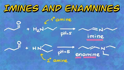 Imines And Enamines Formation And Mechanism Youtube