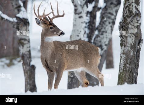 Odocoileus Virginianus Hi Res Stock Photography And Images Alamy