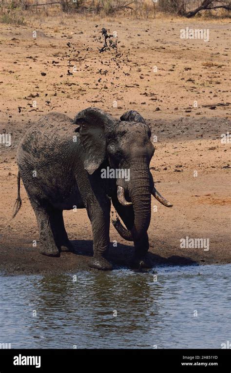 Afrikanischer Elefant African Bush Elephant Loxodonta Africana