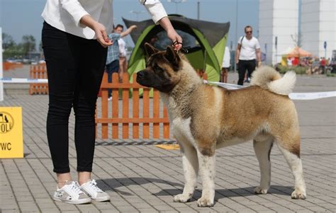 Akita amerykańska informacje jak wygląda hodowla ile żyje co je