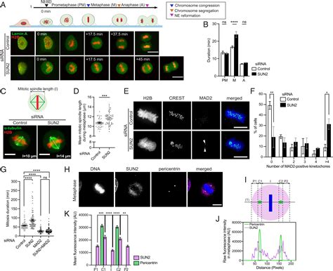 SUN2 Regulates Mitotic Duration In Response To Extracellular Matrix