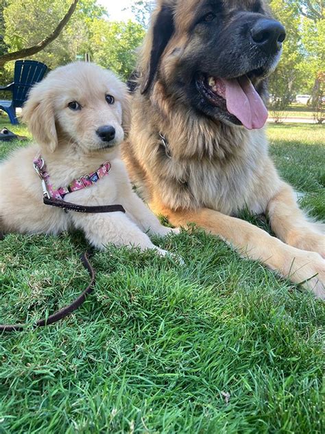 Leonberger Golden Retriever Mix