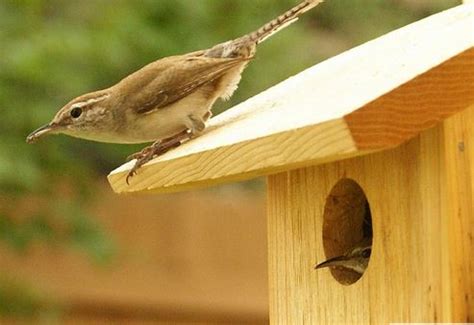 nesting breeding biology   birds