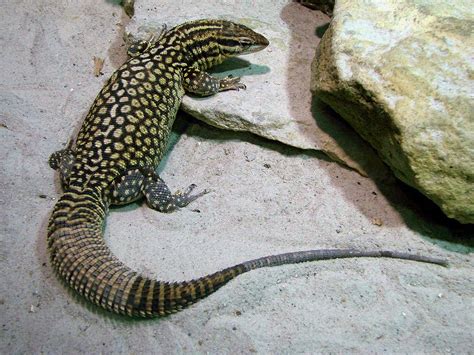 5 Awesome Types Of Pet Lizards With Pictures Reptile Advisor