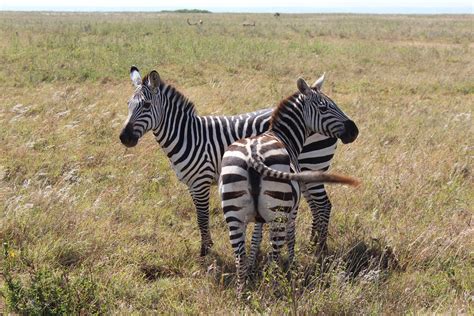 Images Gratuites faune Afrique crinière deux savane noir blanc