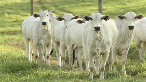 Valor M Dio Da Arroba Da Vaca Fechado Esta Quinta Feira Agron