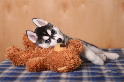 Husky Siberiano In Bianco E Nero Che Mette Su Letto Fotografia Stock