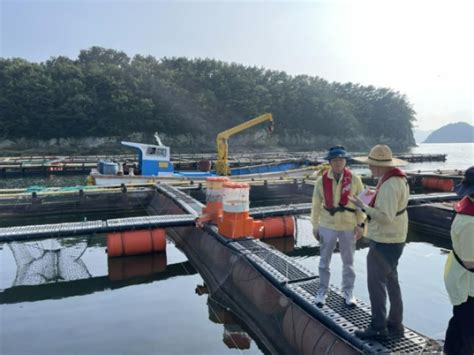 경남 고수온 피해 100억 넘어양식어류 폐사 1천만 마리 육박 노컷뉴스