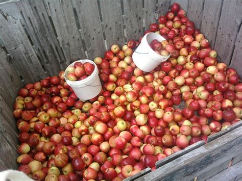 Apples - Bedford, PA Fall Foliage Festival | Amanda Gindlesperger | Flickr