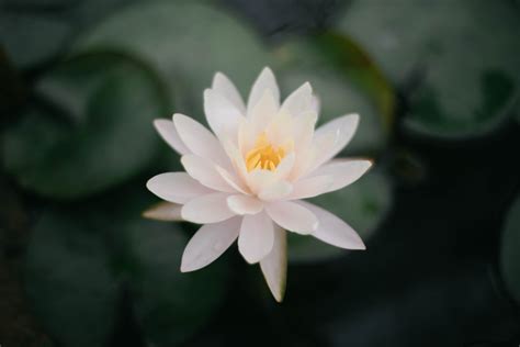 White Lotus Flower · Free Stock Photo