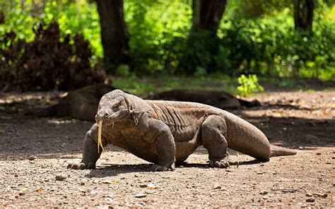 Komodo Dragon Hd Desktop Wallpaper Baltana