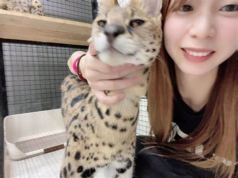 竹原三貴さんのインスタグラム写真 竹原三貴instagram「・ ・ ・ スーパー猫の日ということで 特定動物のサーバルキャットを