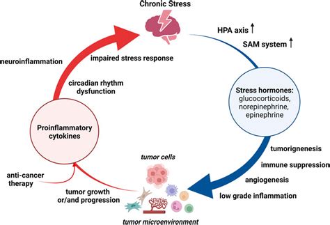 Norepinephrine : Stress, Inflammation, Metabolic Effects