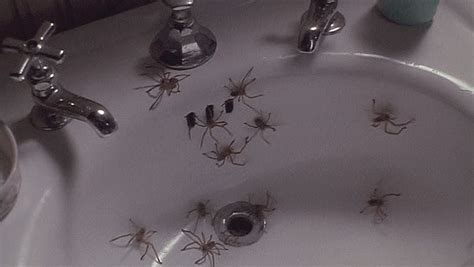 Spiders (Arachnophobia) | Villains Wiki | Fandom