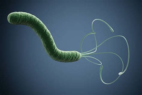 Qué es la bacteria Helicobacter pylori y qué provoca Principales