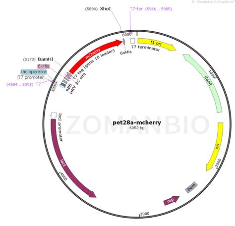 pET28a mCherry 北京庄盟国际生物基因科技有限公司