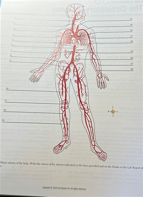 Solved Major Arteries Of The Body Write The Names Of The Chegg