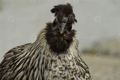 Red Jungle Fowl Chicken Rooster in a park farm 17684410 Stock Photo at ...