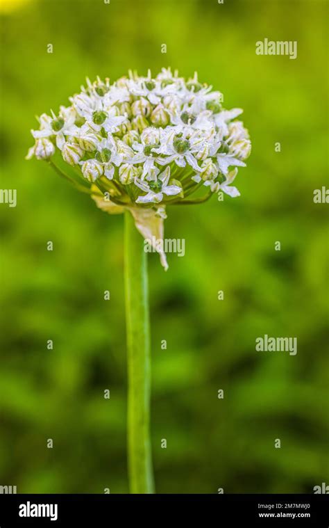 allium allium giganteum amaryllidaceae amaryllis family dewdrops