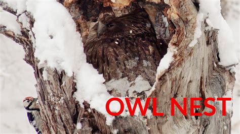 worlds biggest owl blakistons fish owl   snow