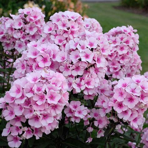 Phlox Paniculata Bright Eyes White Flower Farm