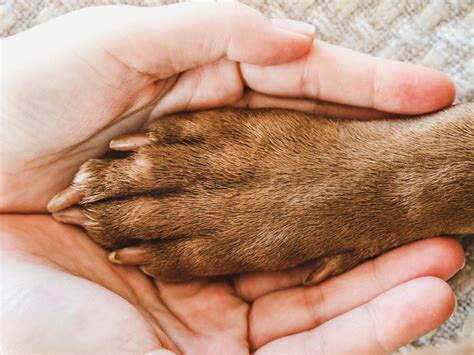 Tränenreiches Wiedersehen Besitzerin findet Hund nach acht Jahren