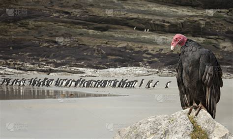 Close Up Of A Turkey Vulture Watching Rockhopper P