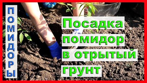 Посадка рассады помидор в открытый грунт. - YouTube