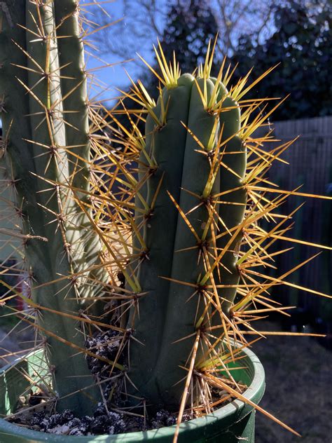 110 best Cuzco images on Pholder | Pics, Sanpedrocactus and City Porn