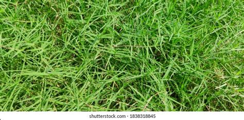 Doob Grass Royalty Free Images Stock Photos Pictures Shutterstock