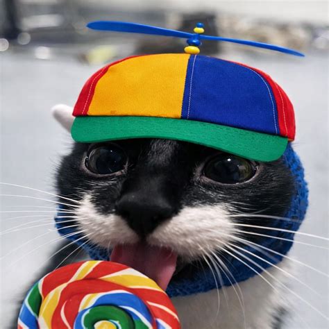gato meme black  white cat  hat funny cat  hat dog